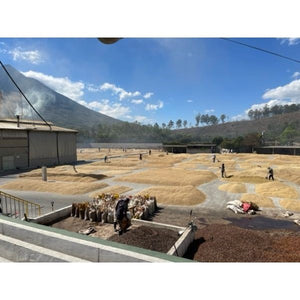 グアテマラ　アルト・デ・メディナ農園